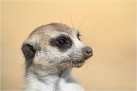 <p>SURIKATA (Suricata suricatta), ZOO Ústí nad Labem</p>